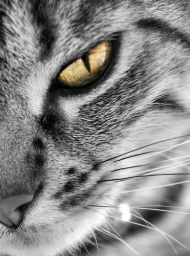 eyes of the cats